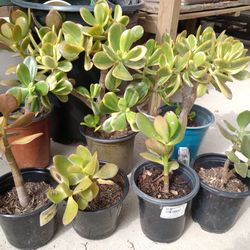 Jade Plants, Succulents