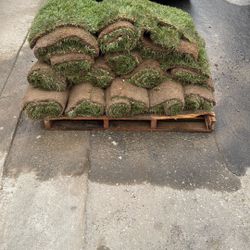 Marathon 1 Fescue 