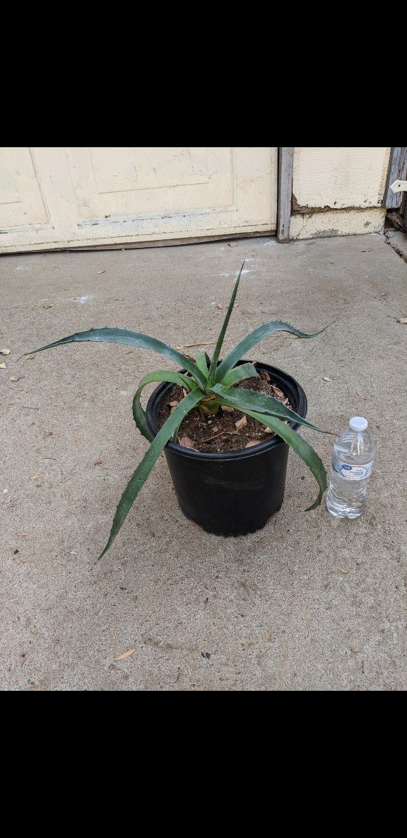 Agave Plant 