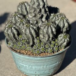 euphorbia snow storm               Cactus aloe agave succulents 