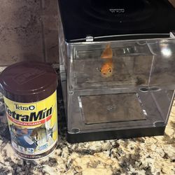 Gold Fish Comes With Food & Fish Tank 