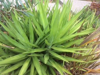 Nice heavy duty plant, you pick the one you want, I will cut it for you and you planted,no need for to much water, the start price is $5.