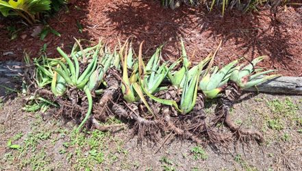 FREE ALOE PLANTS - PICK UP TODAY IN FORT LAUDERDALE- ABOUT 30+