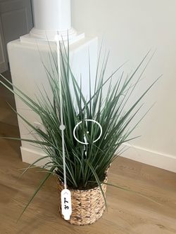 Decor plant