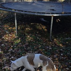 Free Trampoline 