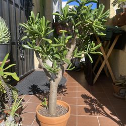 Tall Shrek Ear Succulent Plant 31”