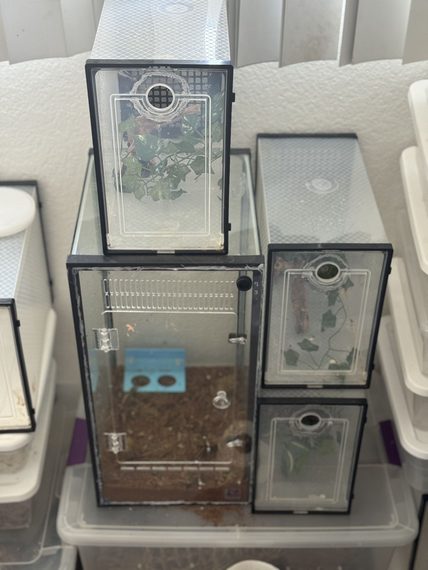 Gecko Terrariums And Accessories