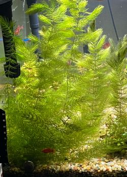 Hornswart Fresh Water Aquatic Plant