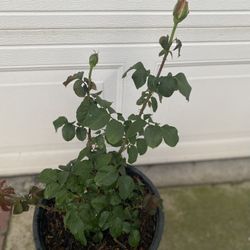 Double Delight Rose Bush Plant, In 5 Gallons Pot Pick Up Only