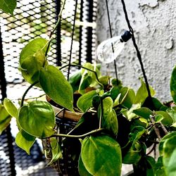 Plants