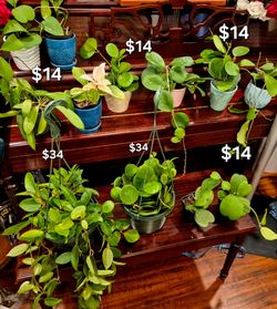 Hoya Plants