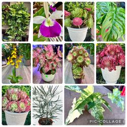 Heathy and Quality house, Indoor Plants