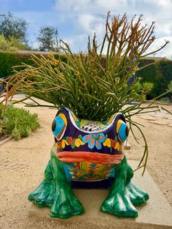 Succulents Plant Stems