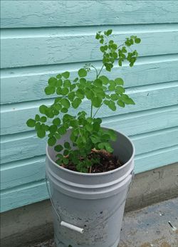 2 foot tall Moringa Tree in 5 gallon plastic bucket 

To reduce the effects of transplantation shock do the transplantation after sunset, or during an