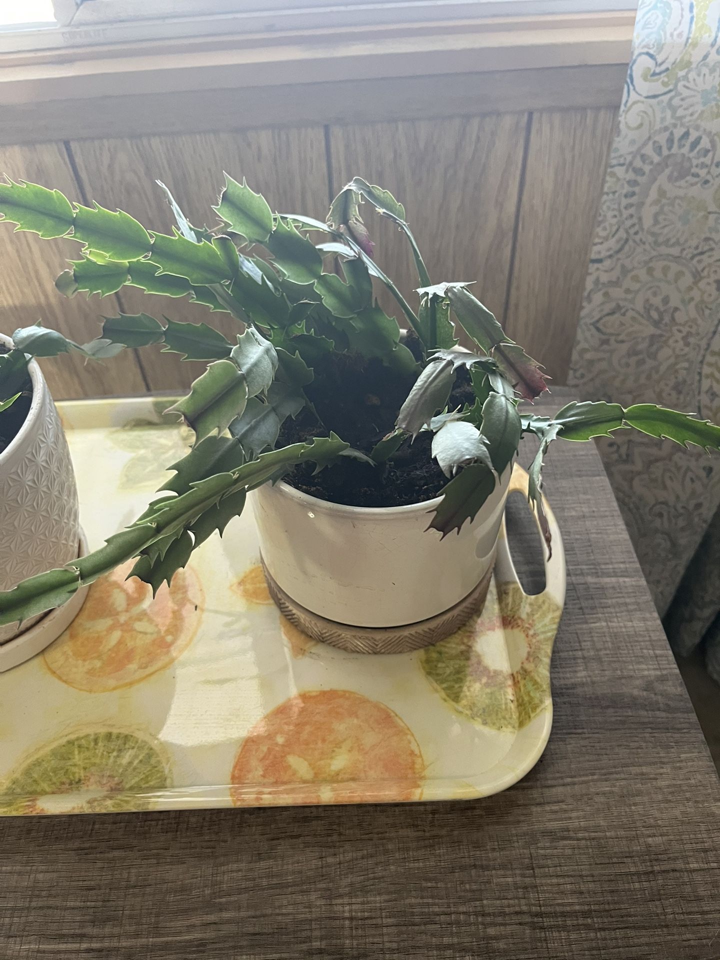 Two Christmas (November)Cactus In Lovely Ceramic Pots $10 Each One Orange On White With Pink Mesa