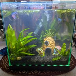 Entire Aquarium Setup Edgeless LED Tank 