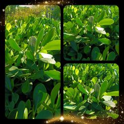 Clusia Privacy Hedge Plants 3gl $4.50🌿💚