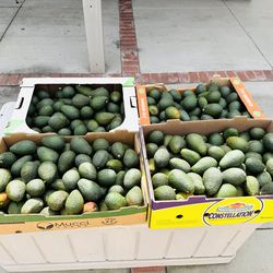 Haas Avacados (Freshly picked)