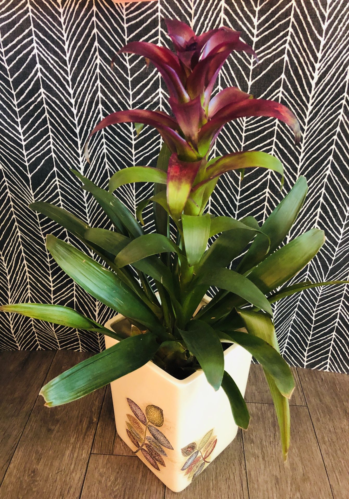 Live 30” Indoor Bromeliad Plant In Ceramic Planter