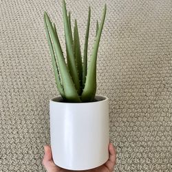 Faux Succulent 