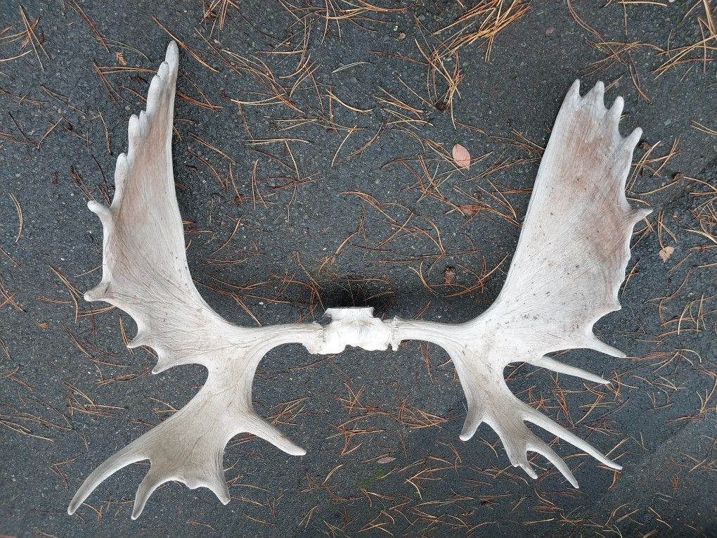 4 Foot Wide Moose Antlers