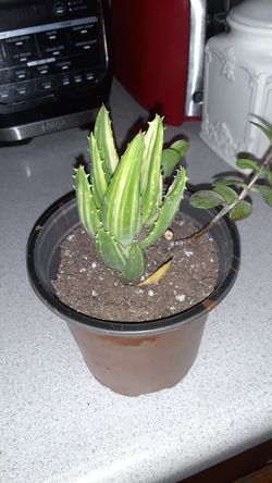 Cactus