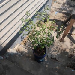 Black Tartarian Cherry Tree