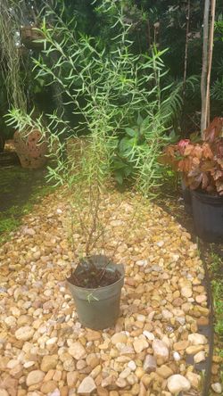 Rosemary plant.
