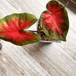 Red Caladium Plant 3”Pot