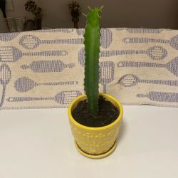 Large Healthy Cactus In Yellow Glazed Ceramic Pot