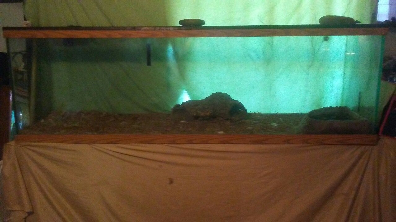 Reptile habitat