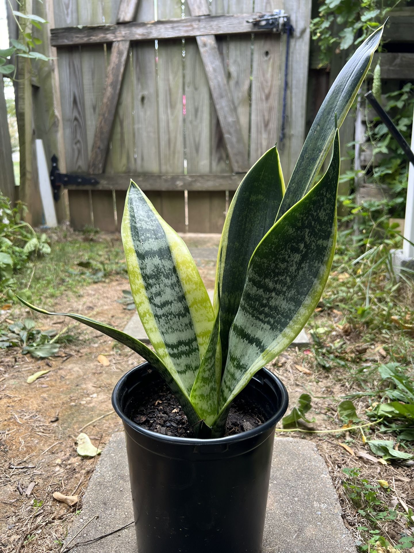 Snake Plant House Plant $10-20