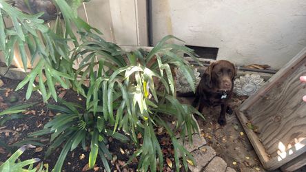 Staghorn fern plant