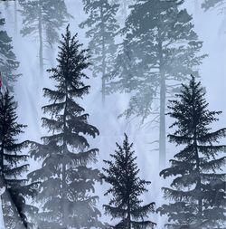 Forrest Theme Shower Curtain