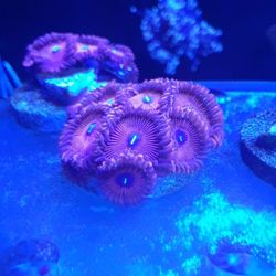 Zoanthids . Multiple Polyps Decor