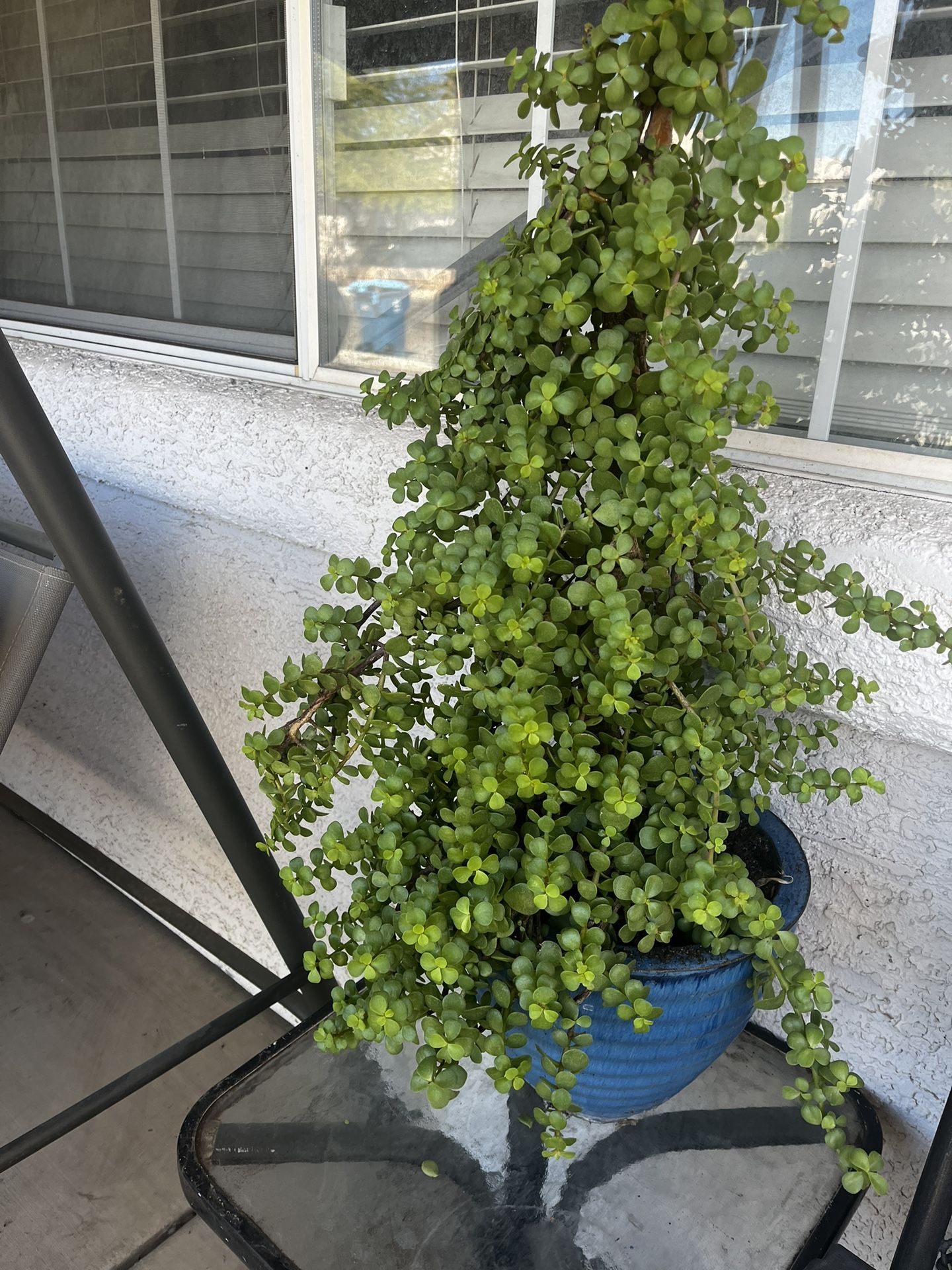 Elephant Bush 