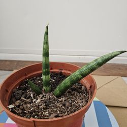 Sansevieria Starfish