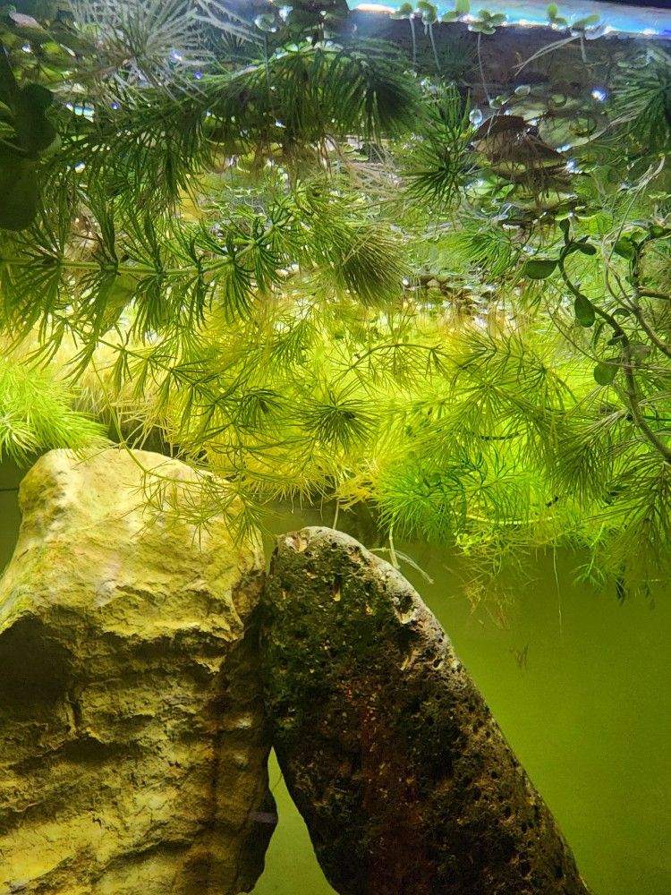 Hornwort Aquarium Plant