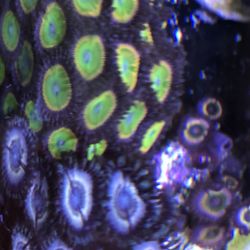 Saltwater Corals