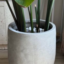 Bird of paradise plant + Concrete Large Pot