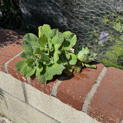 Water Lettuce And Water Hyacinth Live Pond Plants