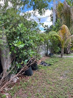 Potted trees