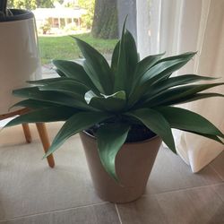 25” Wide Artificial Agave Succulent Plant
