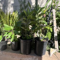 Plants Planta Insulina