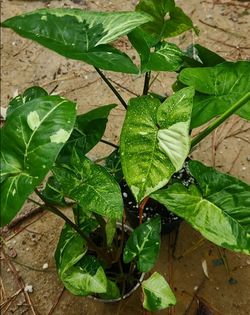 Rare Syngonium Emerald Global Green Plant/ Indoor Plant/ House Plant Flower Patio Garden
