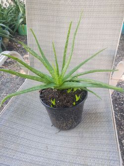Aloe vera plants