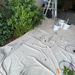 Young Painter Bay Area 