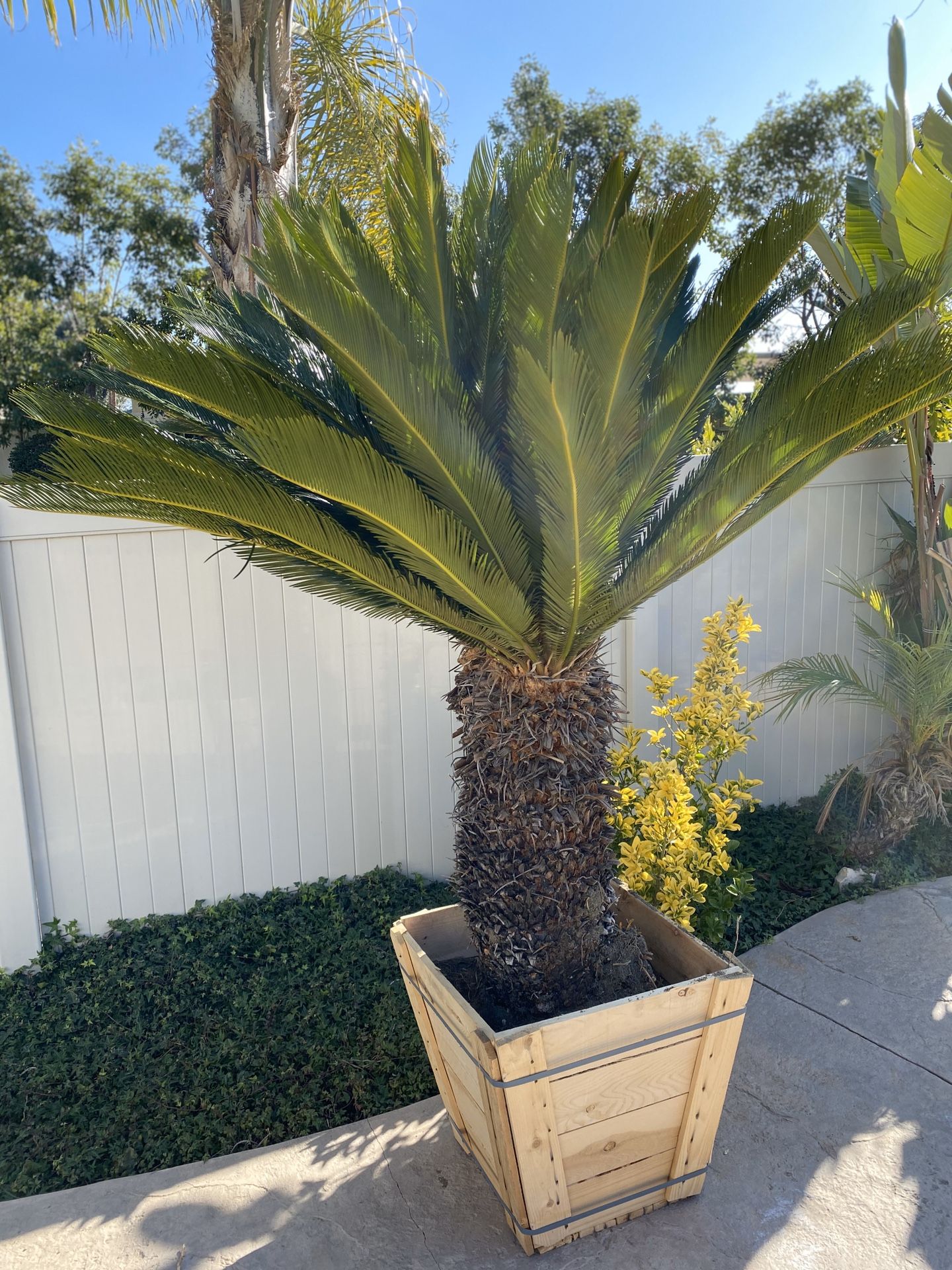 Sago Palm for sale! for Sale in Riverside, CA OfferUp
