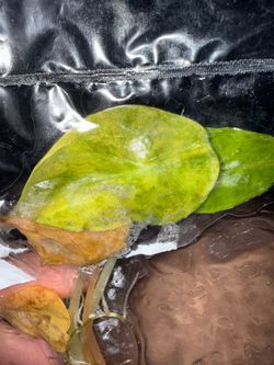 Alocasia Wentii tc