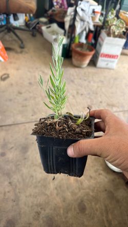 Free mini lavender - yes free! One per customer
